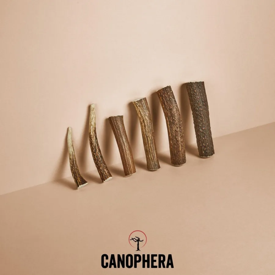 Shop Canophera Whole Red Deer Antler Dog Treats, Small