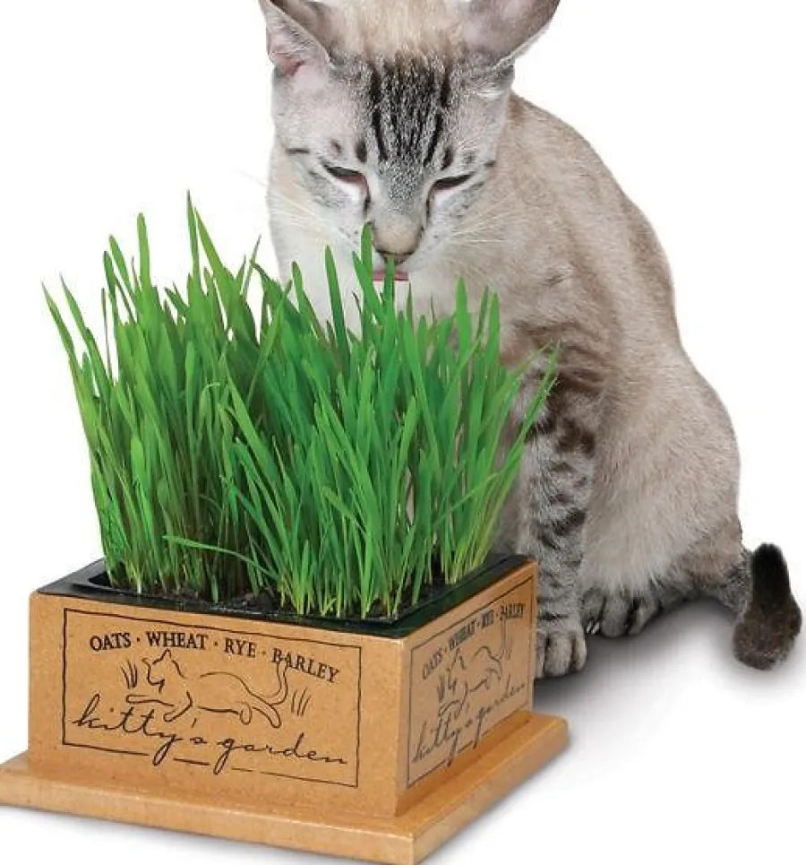 Store Pioneer Pet SmartCat Kitty's Garden